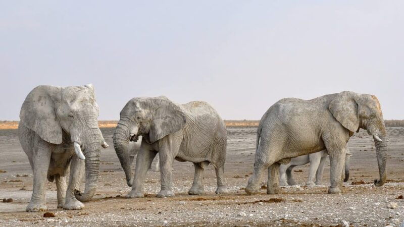 Livingstone: Game Drive and White Rhino Walking Safari - Good To Know