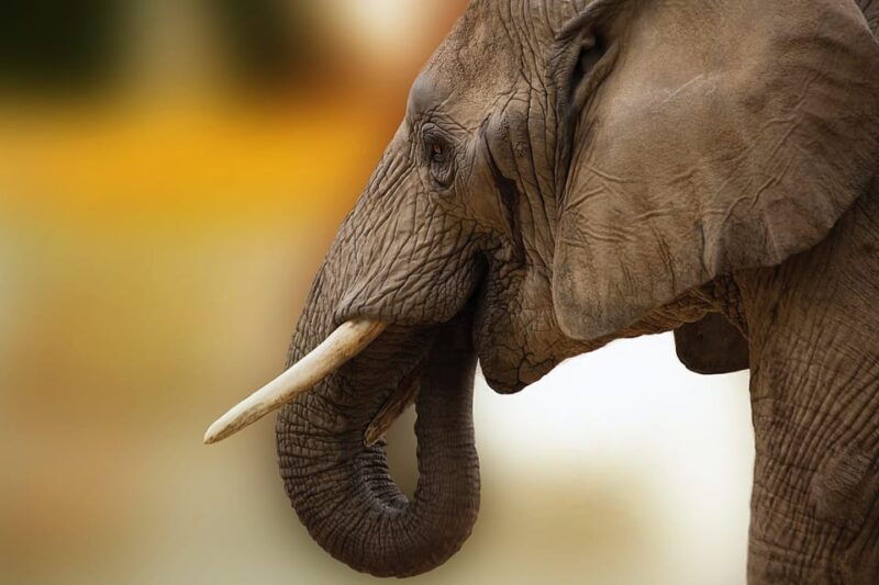 Livingstone: Game Drive and White Rhino Walking Safari - Pricing and Value