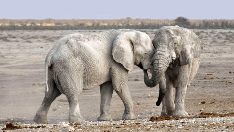 Livingstone: Game Drive and White Rhino Walking Safari - Practical Tips for Booking