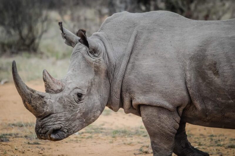 Livingstone: Game Drive and White Rhino Walking Safari - Good To Know