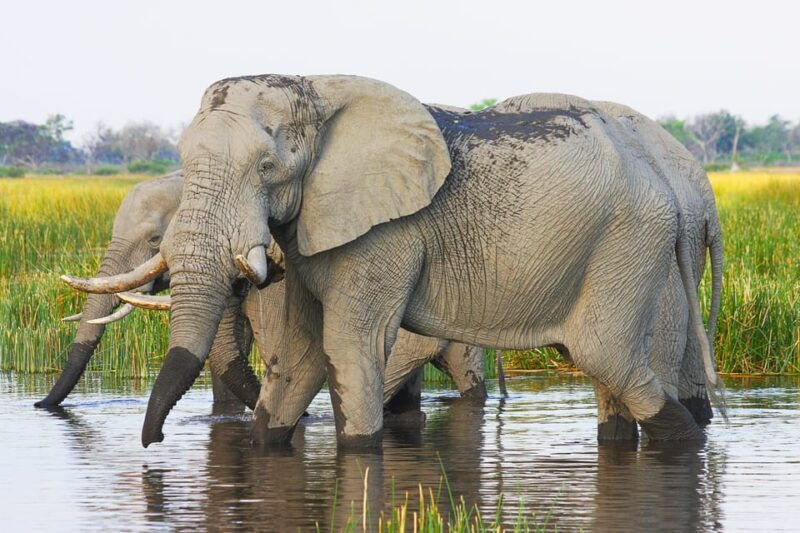 Livingstone: Game Drive and White Rhino Walking Safari - The Itinerary in Detail