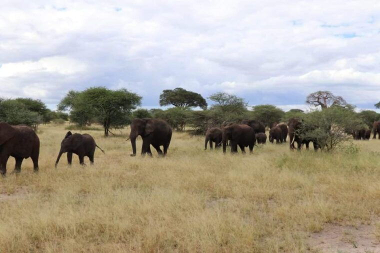 Livingstone: Game Drive and White Rhino Walking Safari - Who Should Consider This Tour?