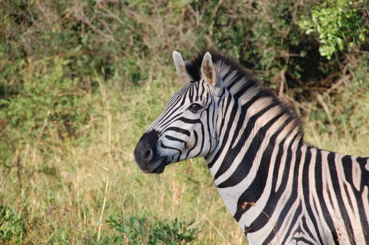 Livingstone: Game Drive and White Rhino Walking Safari - The Sum Up