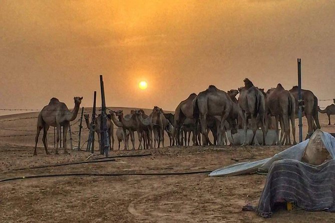 Liwa Overnight Desert Safari With Private Tent, Hot BBQ Dinner & Breakfast - Importance of Weather for the Experience