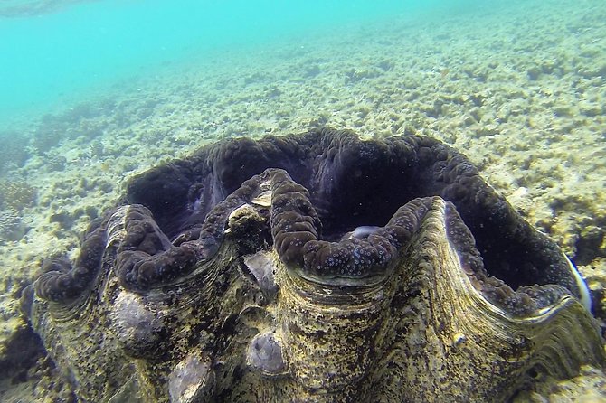 Lizard Island Day Tour by Air From Cairns - Pickup Points