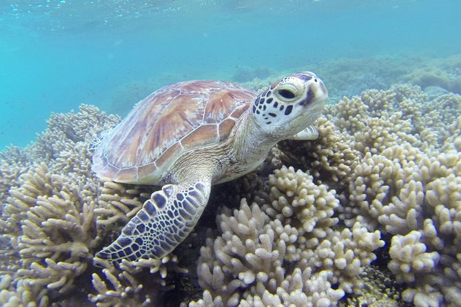 Lizard Island Day Tour by Air From Cairns - Cancellation Policy