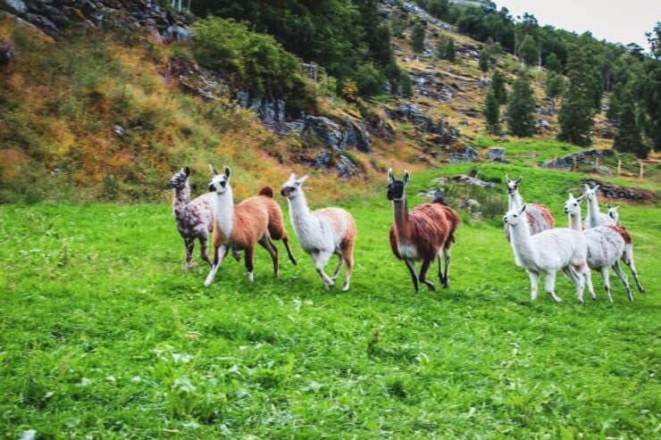 Lj Øen, Hellesylt: Lj Øen Farm Tour - Farm Ownership and History