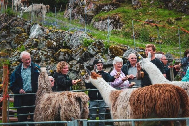 Lj Øen, Hellesylt: Lj Øen Farm Tour - Coffee, Tea, and Waffles