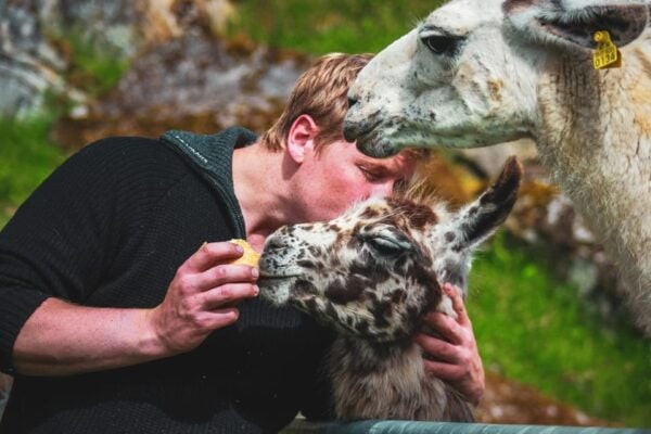 Lj Øen, Hellesylt: Lj Øen Farm Tour - Customer Ratings and Feedback