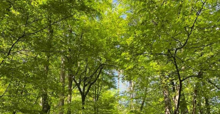 Ljubljana: Green Tour and Forrest Personal Experience - Good To Know