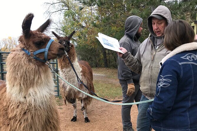 Llama Encounter - Good To Know