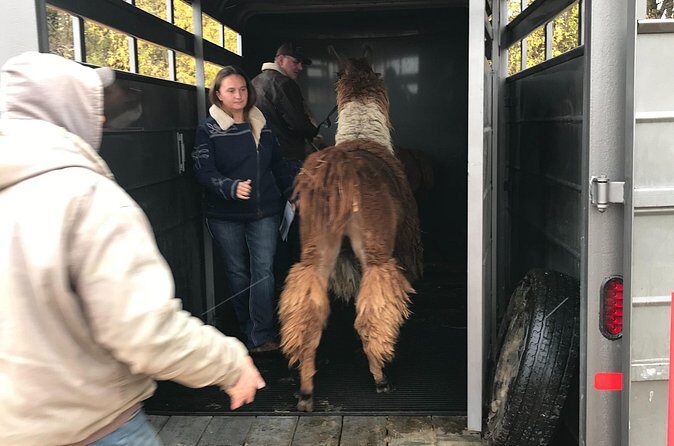 Llama Encounter - Who Should Consider This Tour?