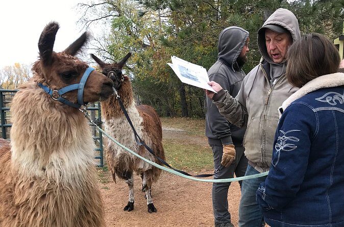 Llama Encounter - Final Thoughts