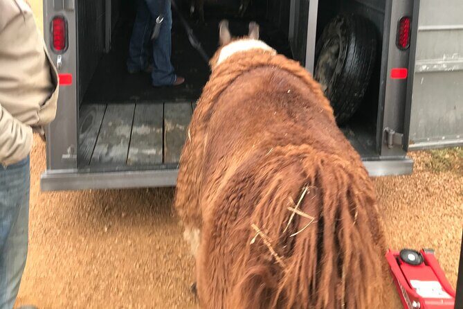 Llama Encounter - FAQ