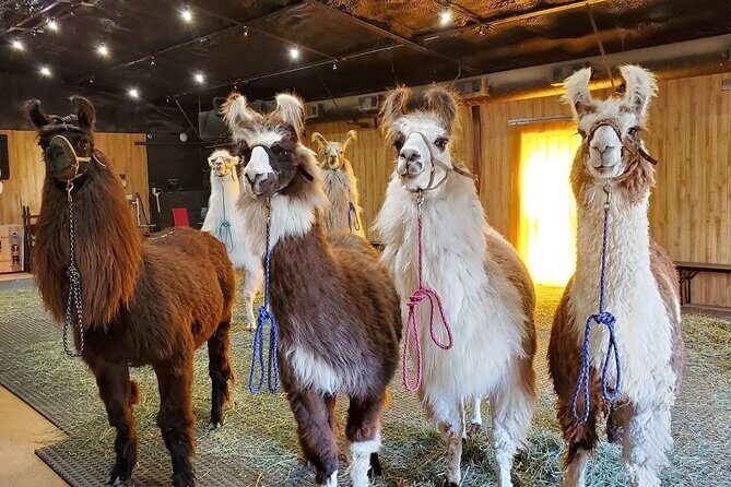 Llama Encounter at ShangriLlama Castle! - Good To Know