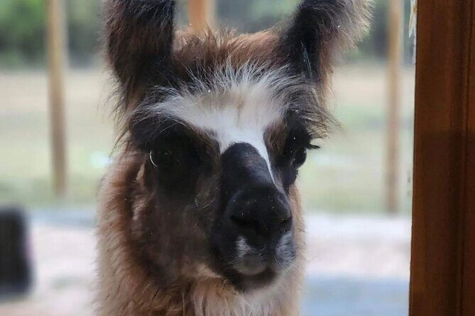 Llama Encounter at ShangriLlama Castle! - FAQ