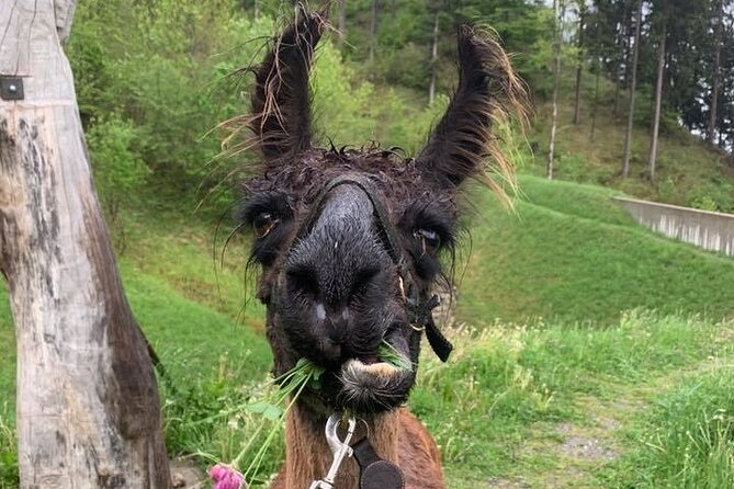 Llama Hike Through the Wonderful Liechtenstein Mountains - Meeting and Pickup Information