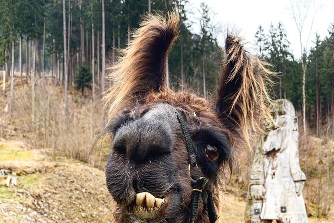 Llama Hike Through the Wonderful Liechtenstein Mountains - Frequently Asked Questions