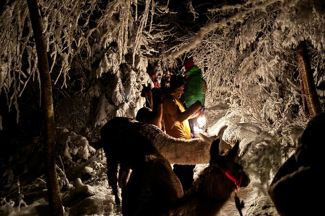 Llama Hike With Homemade, Traditional Cheese Fondue - Pricing and Guarantee
