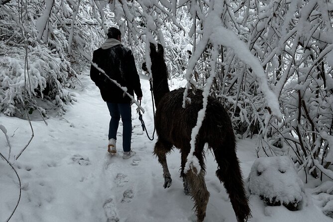 Llama Hike With Homemade, Traditional Cheese Fondue - Reviews and Booking Information