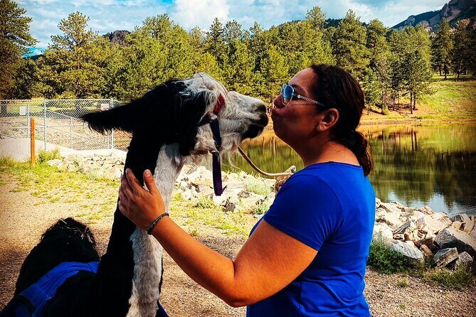 Llama to Lunch in the Rocky Mountains - An In-Depth Look at the Llama to Lunch Experience