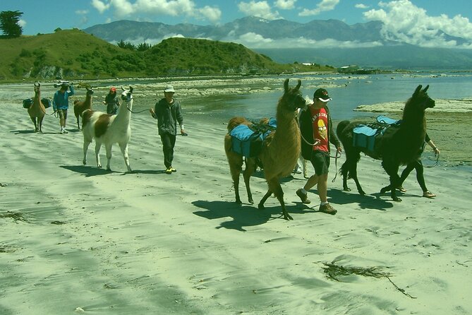 Llama Trek (Half-day) - Kaikoura Bay, Beaches & Seal Colony - Directions