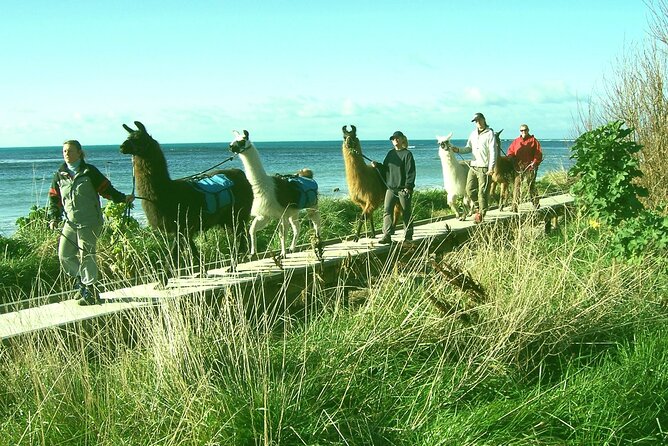 Llama Trek (Half-day) - Kaikoura Bay, Beaches & Seal Colony - Common Questions