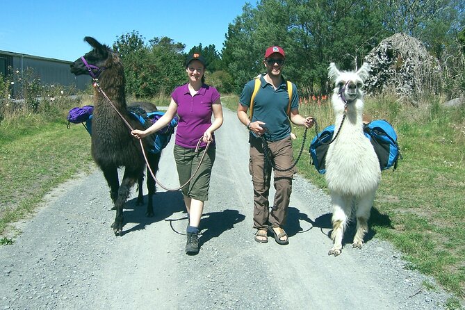 Llama Trek (Taster) - Kowhai River Valley and Native Woodland Tour - Additional Information and Policies