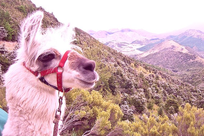 Llama Trek (Taster) - Kowhai River Valley and Native Woodland Tour - Background