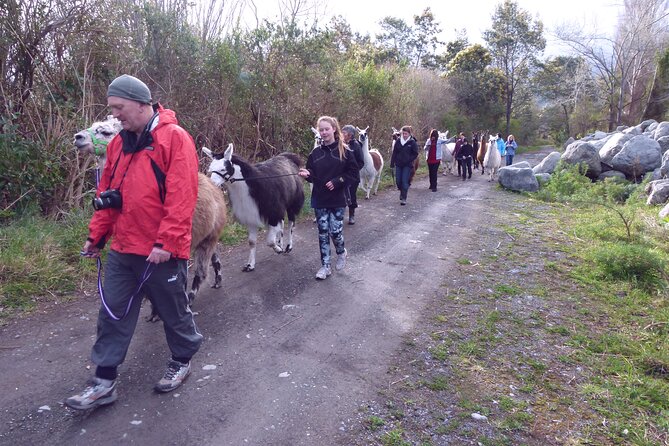 Llama Trek (Taster) - Kowhai River Valley and Native Woodland Tour - Directions