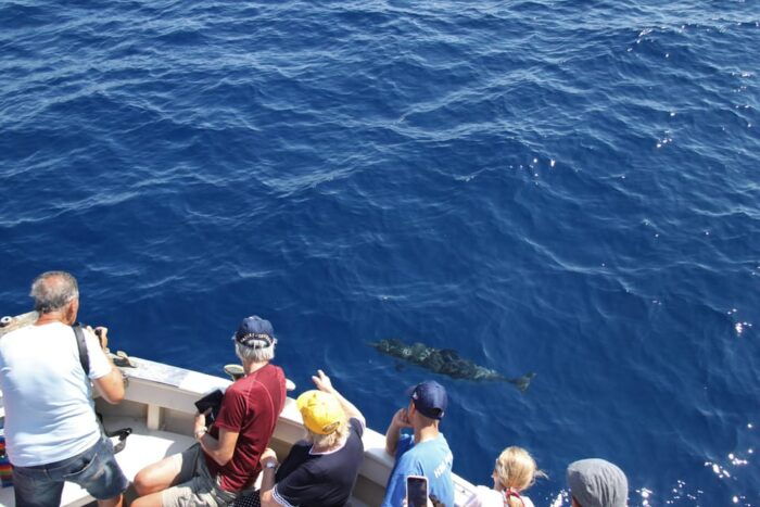 Loano: Pelagos Sanctuary Wildlife Cruise With Guide - Inclusions and Essential Items to Bring