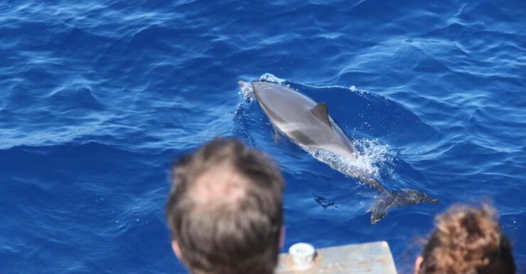 Loano: Pelagos Sanctuary Wildlife Cruise With Guide - Key Experience Features