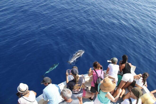 Loano: Pelagos Sanctuary Wildlife Cruise With Guide - Whats Included in the Cruise