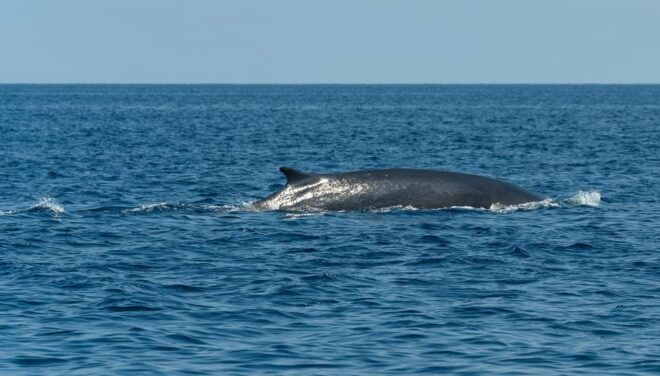 Loano: Pelagos Sanctuary Wildlife Cruise With Guide - Customer Experience and Feedback