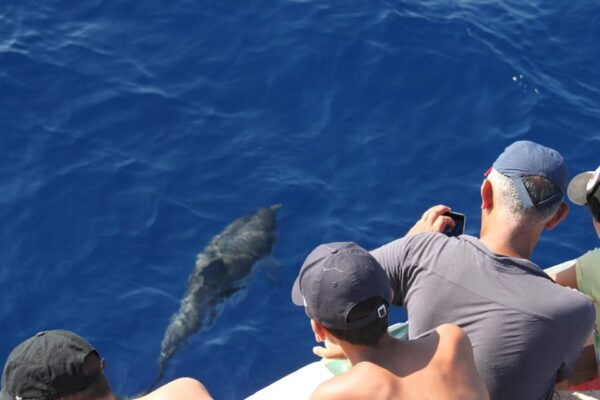 Loano: Pelagos Sanctuary Wildlife Cruise With Guide - Essential Tips for Participants