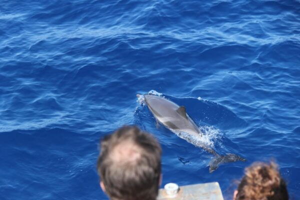 Loano: Pelagos Sanctuary Wildlife Cruise With Guide - Booking and Cancellation Policy
