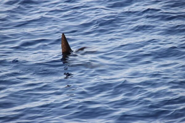 Loano: Pelagos Sanctuary Wildlife Cruise With Guide - Frequently Asked Questions