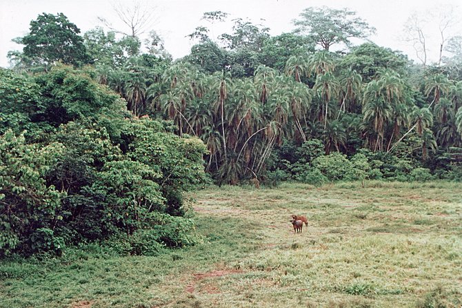 Lobéké National Park Express 11D/10N - Good To Know
