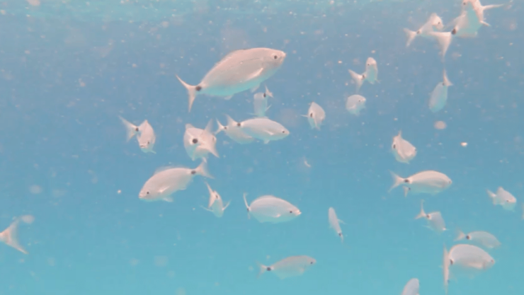 Lobos Island: Guided Turtle Searching Tour and Snorkeling - Good To Know