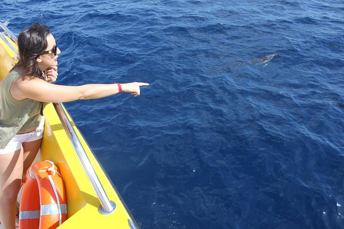 Lobos Island - the Dolphin Route - Common Questions