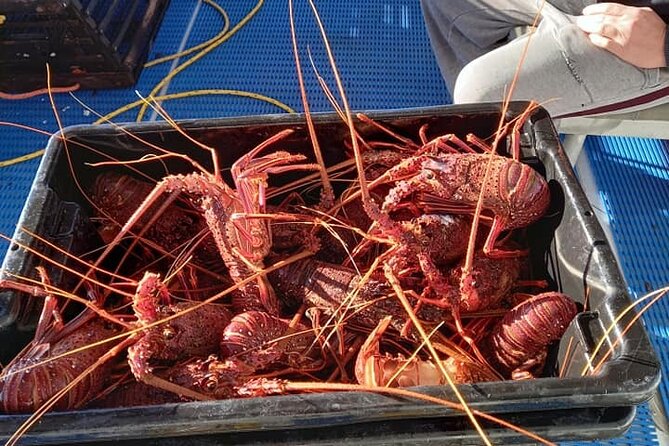 Lobster Fishing Tour at Geraldton - The Sum Up