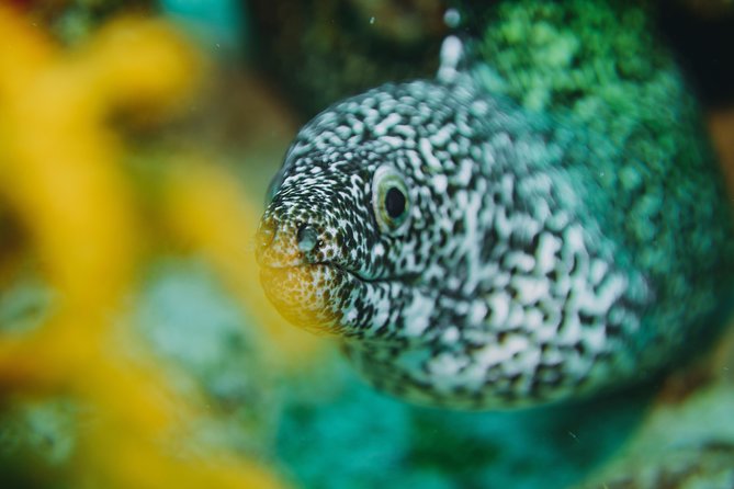 Local Dive in Playa Del Carmen - Overview of Local Dive in Playa Del Carmen