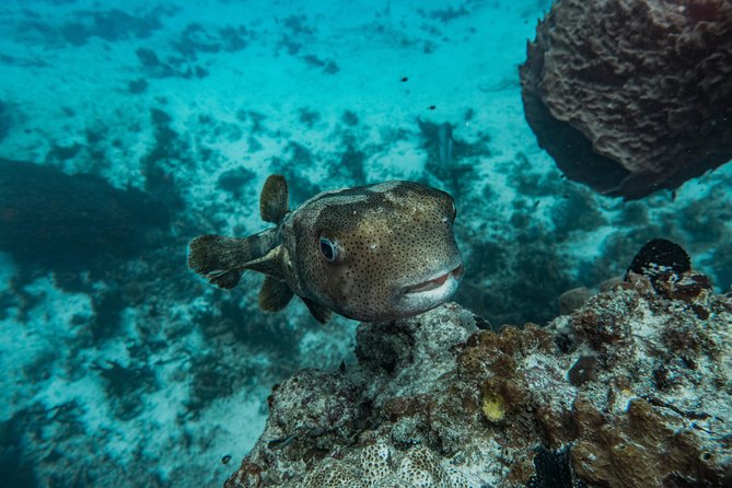 Local Dive in Playa Del Carmen - Conservation Project Participation
