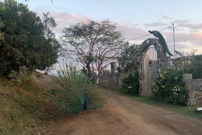 Local Experience, St. John U.S. Virgin Islands Food Tour - Practical Details