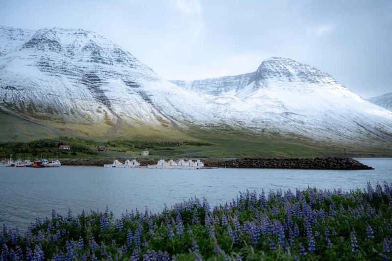 Local Guide Private Tour from Ísafjörður-Flexible Itinerary - The Itinerary: What to Expect on This Private Tour
