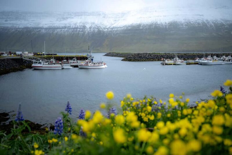 Local Guide Private Tour from Ísafjörður-Flexible Itinerary - Who Would Love This Tour?