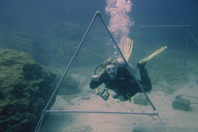 Local Guided Dives (For Certified/Licensed Divers) - Dive Experience Highlights
