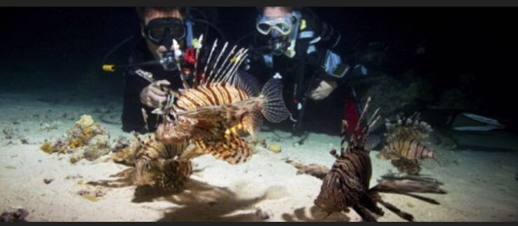Local Scuba Night Dive - Experience Highlights