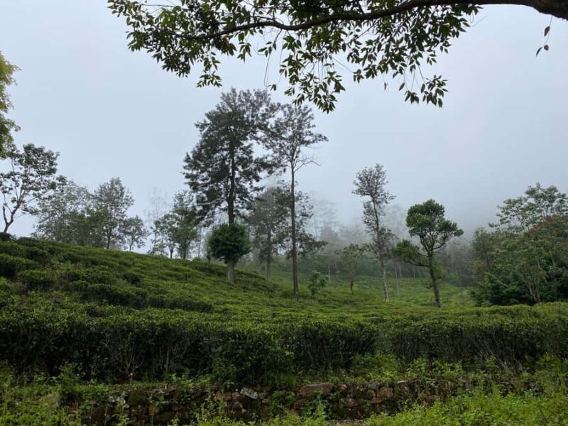 LOCATION: Hanthana to Galaha Pekoe Trail Stage 01 Trek - The Experience: What Sets It Apart