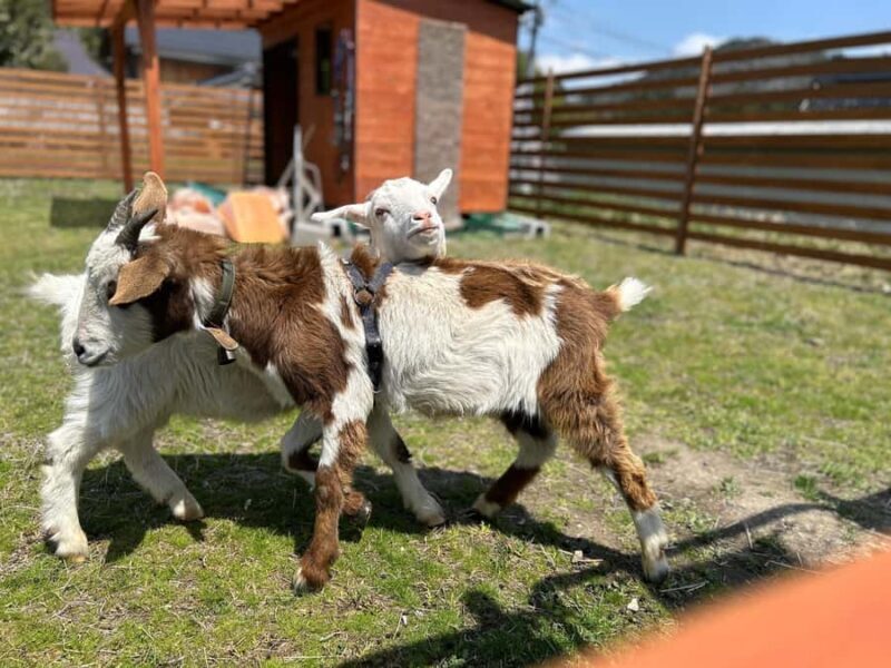 LOCATION:Kyoto City Japanese Caregiving Culture Tour - Final Verdict: Who Will Love This Tour?